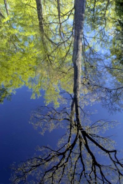 USA, Pennsylvania Tree reflected in pond